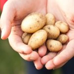 Mangia Patate per un Anno: Un Viaggio Sconvolgente verso il Benessere!