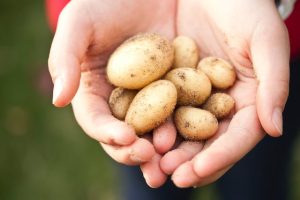 Mangia Patate per un Anno: Un Viaggio Sconvolgente verso il Benessere!